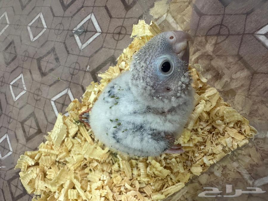 فروخ كنيور غر64243011809026114