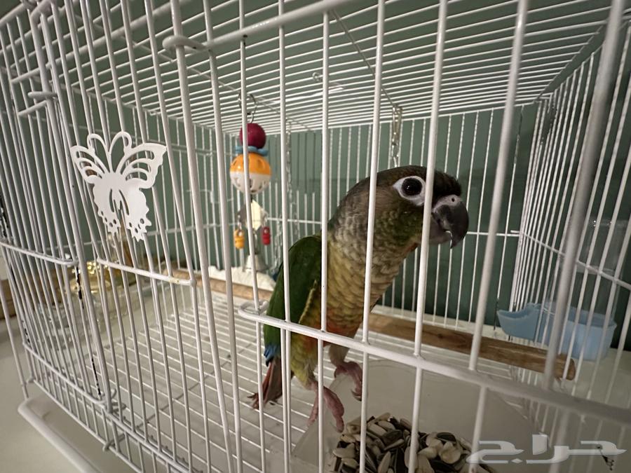 كنيور يلو سايد64246827022339113