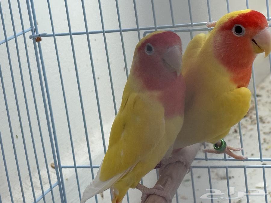 14 pairs of diverse colored roosters - health, cleanliness, and production64239372661761114