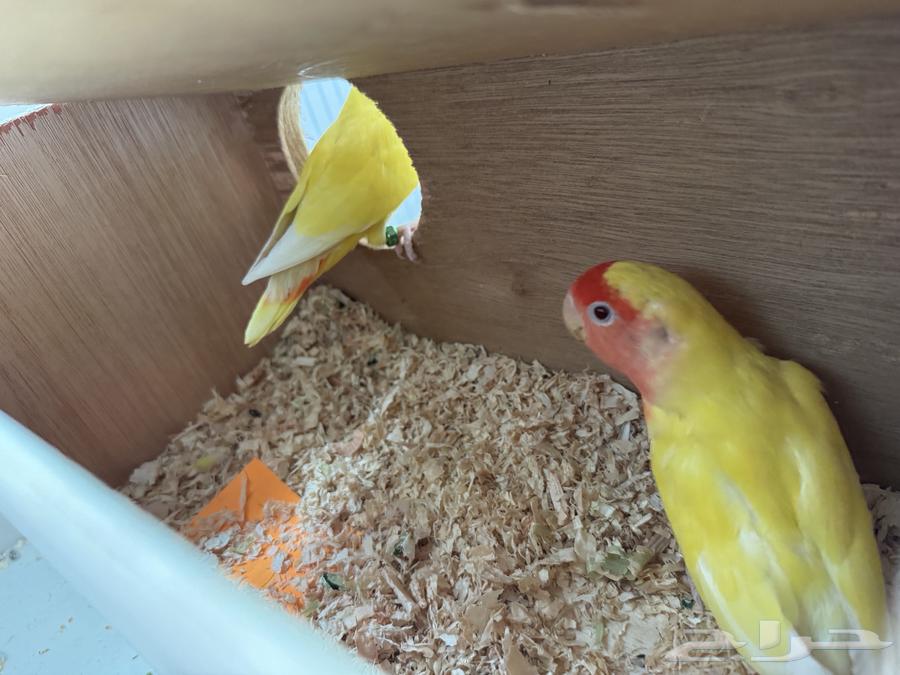 14 pairs of diverse colored roosters - health, cleanliness, and production64239372661761111