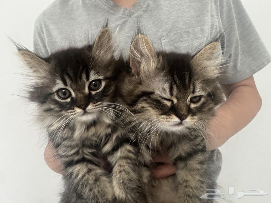 قطط صغيرة للبيع kittens64248697311105112