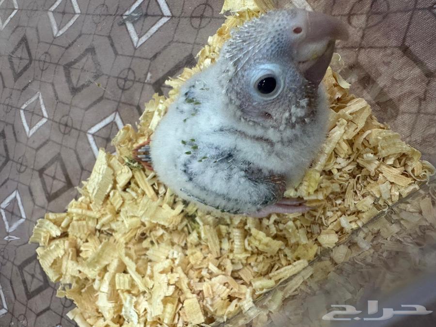 فروخ كنيور غر64243011809026111