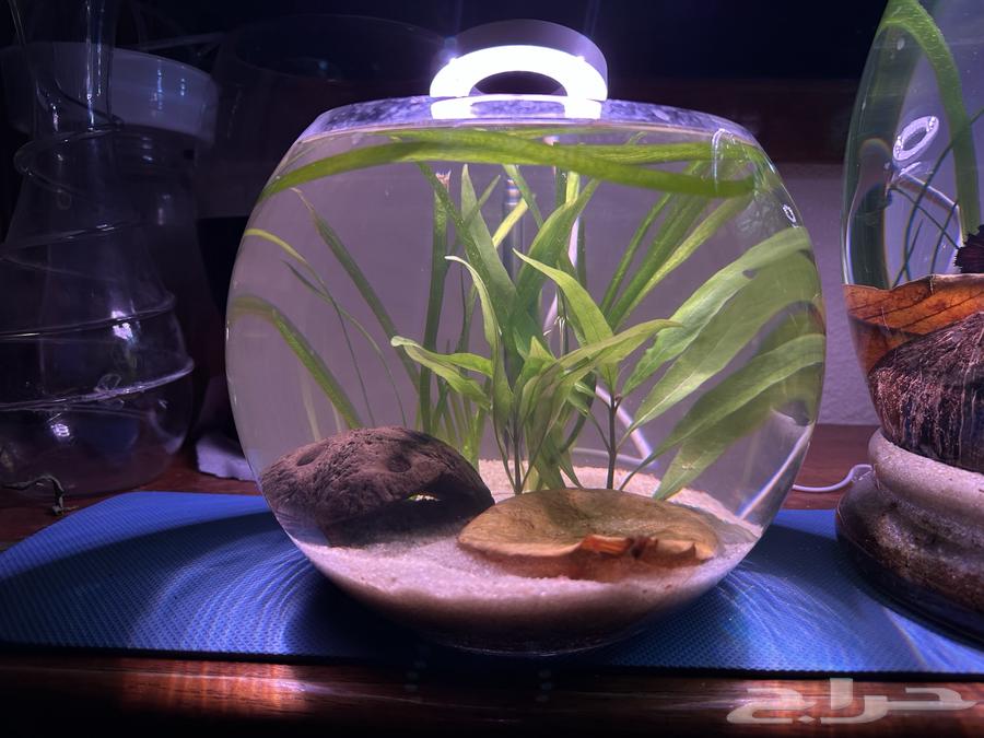 فازة سمك جميله للمكاتب او الغرف وغيرها ذاتية التنظيف في بيشه64243896034817111