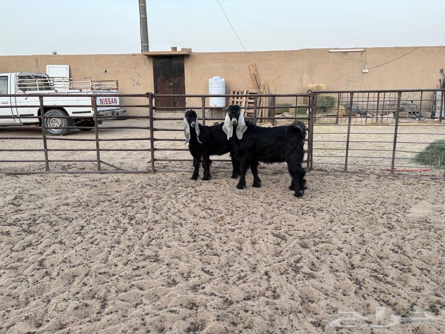 تيوس عوارض طيبه عدد 2 سومها 89064251879225858113