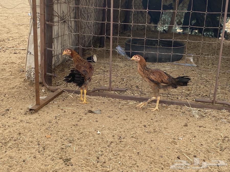 فروخ عربي مكس بكستاني64250587686401113