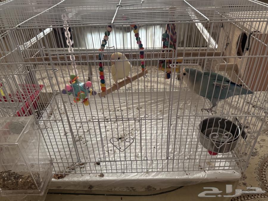 روز للبيع64240396581379110