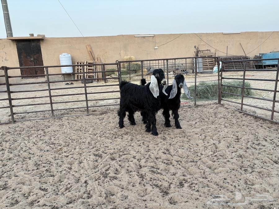 تيوس عوارض طيبه عدد 2 سومها 89064251879225858110