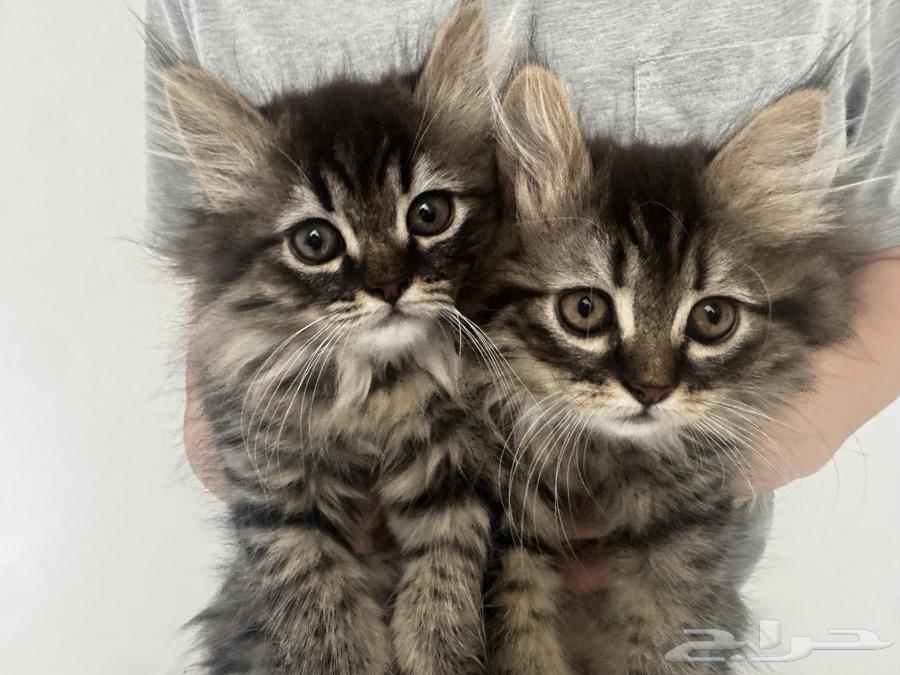 قطط صغيرة للبيع kittens64248697311105111