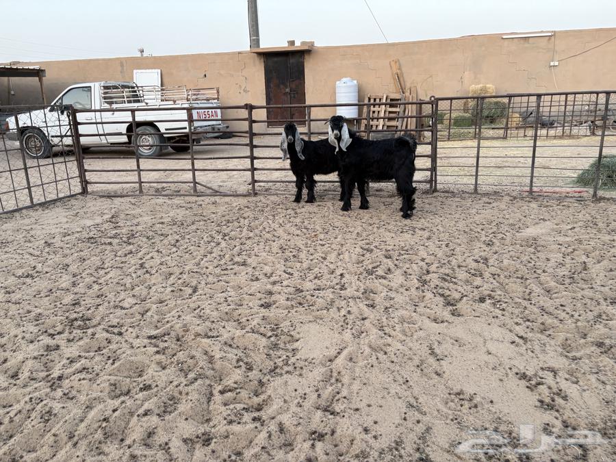 تيوس عوارض طيبه عدد 2 سومها 89064251879225858111