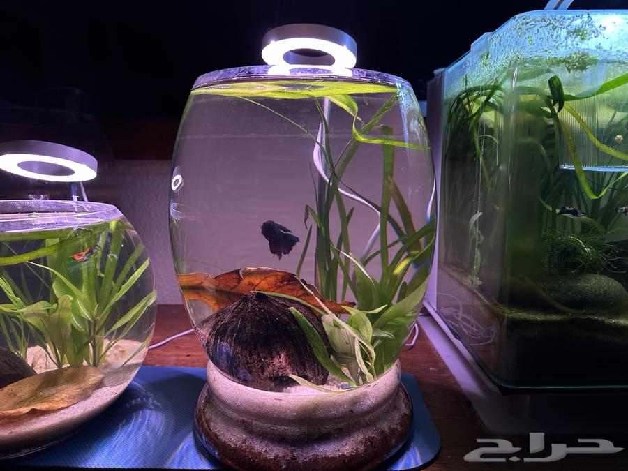 فازة سمك جميله للمكاتب او الغرف وغيرها ذاتية التنظيف في بيشه64243896034817110