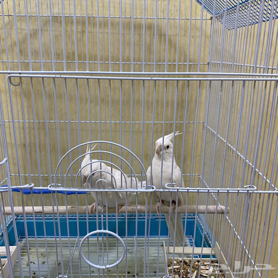 طيور كروان64231839270275110