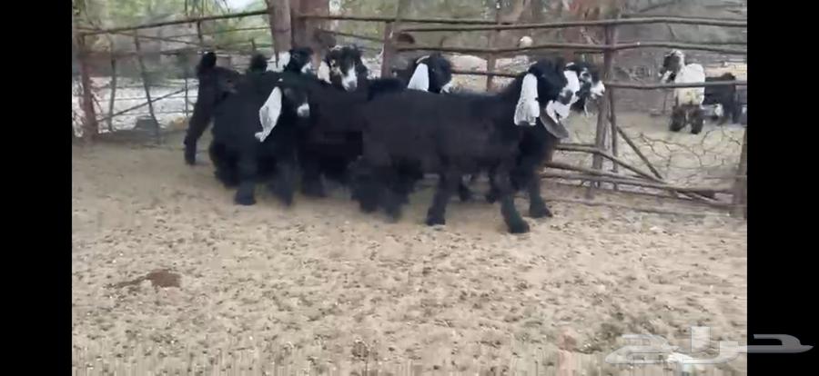 للبيع 9 جفار عوارض صنف بفحلها64243518447234112