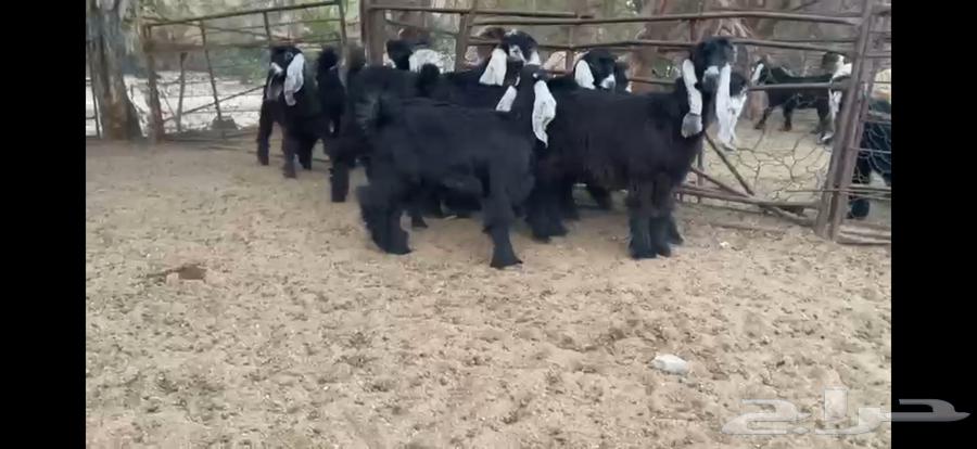 للبيع 9 جفار عوارض صنف بفحلها64243518447234111