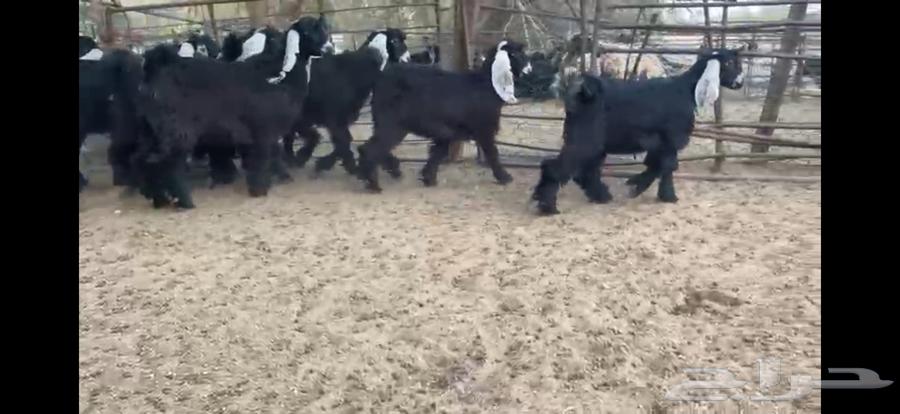 للبيع 9 جفار عوارض صنف بفحلها64243518447234114