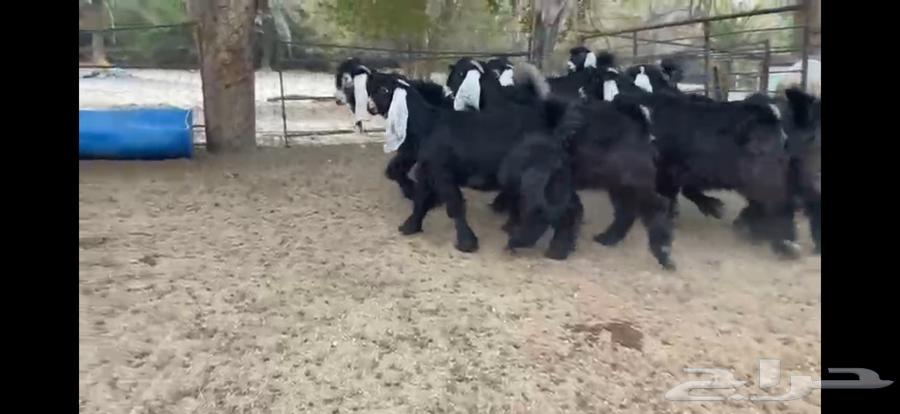 للبيع 9 جفار عوارض صنف بفحلها64243518447234110