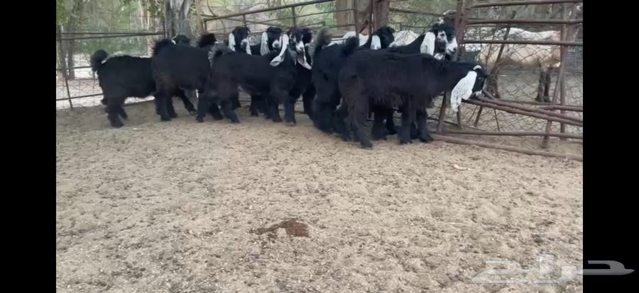 للبيع 9 جفار عوارض صنف بفحلها64243518447234113