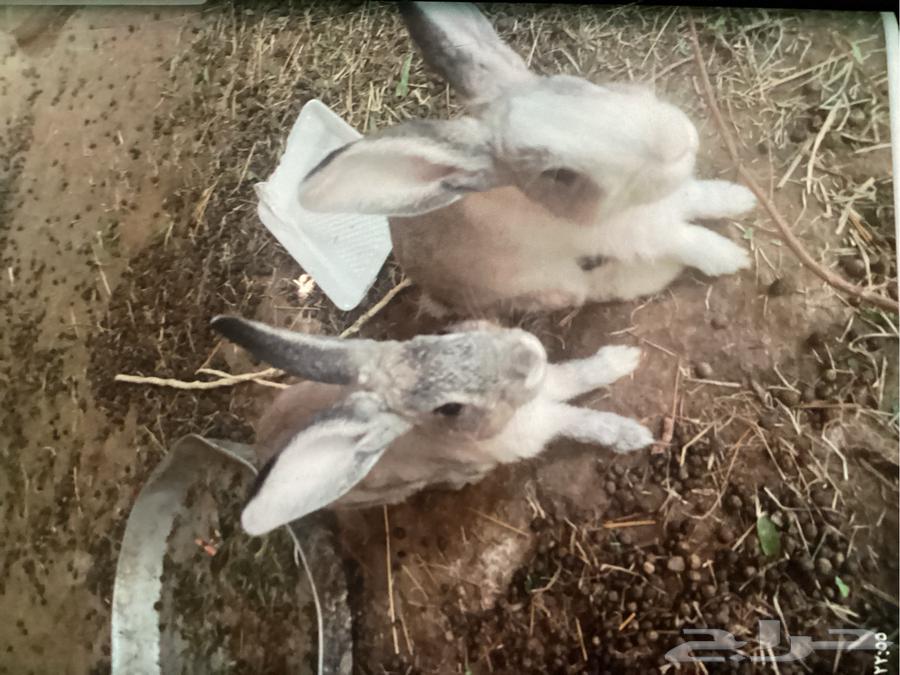 4 rabbits for sale, two small ones are 5 months old and the larger ones are 1 year and 2 months64240068302850110