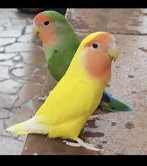 طيور روز و كروان و دره للبيع64233634962306111