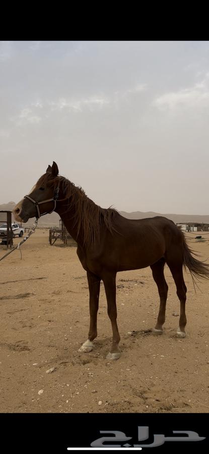 حصان واهو64250587273601111