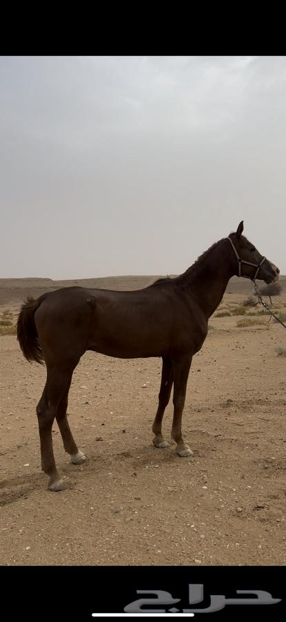 حصان واهو64250587273601110