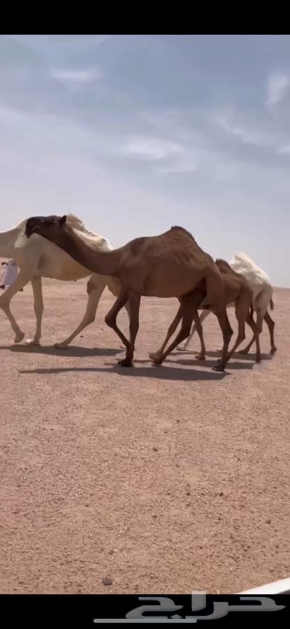 للبيع بكره لقيه صفرا كفوو64253730371970110