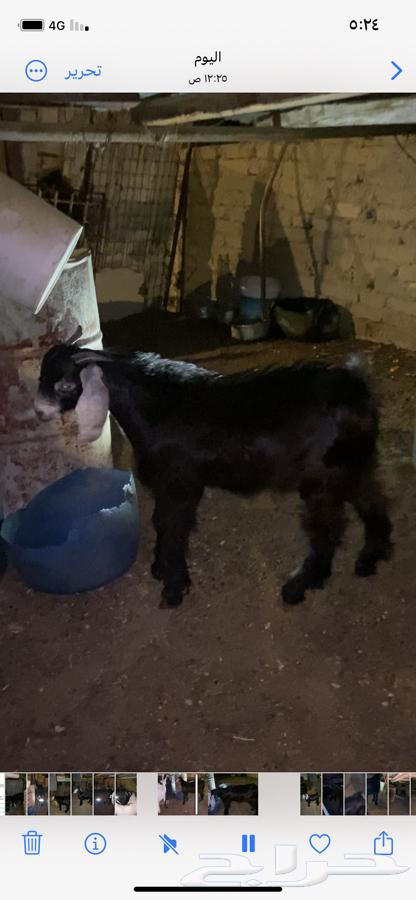 تيس للبيع64235921198083112