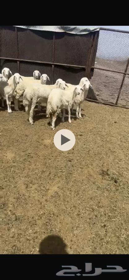 رخال للبيع64240231966977110