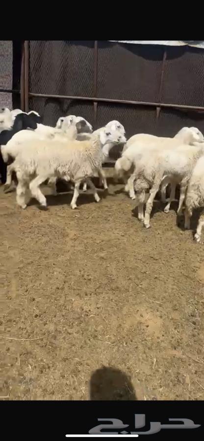 رخال للبيع64240231966977111