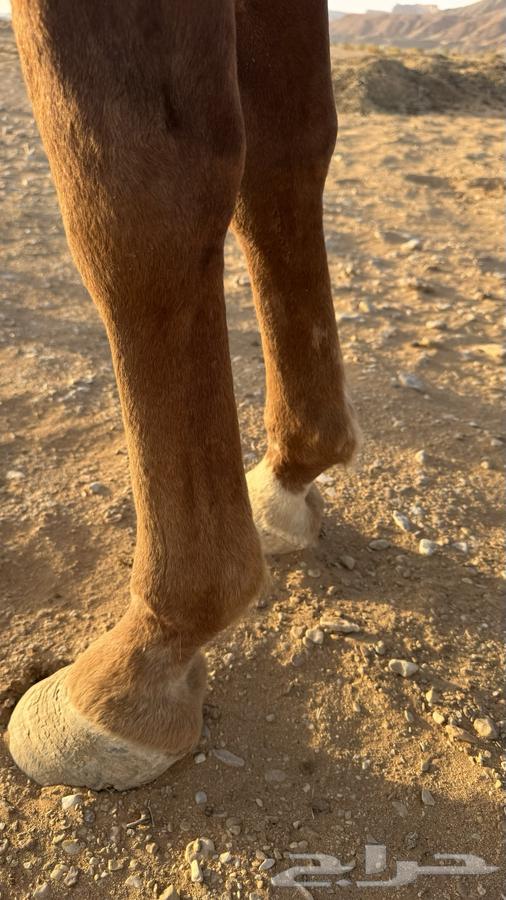 حصان واهو64250587273601113