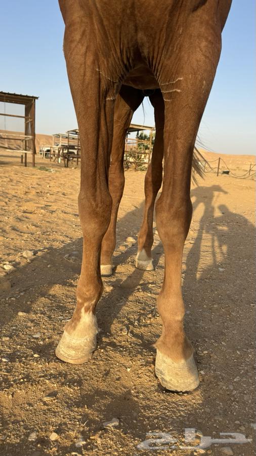 حصان واهو64250587273601114