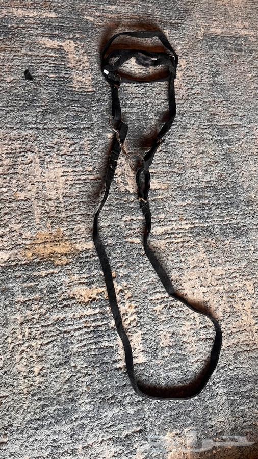 لجلك خيل64235921188227110