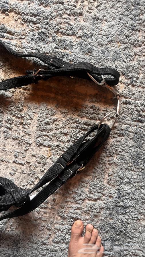 لجلك خيل64235921188227113