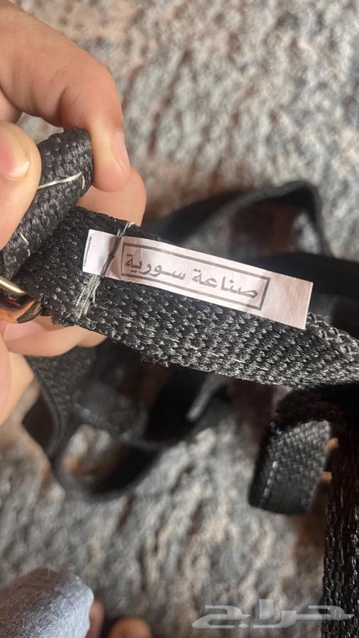 لجلك خيل64235921188227114