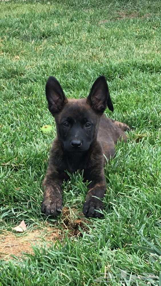 للبيع مالينوا64235325617922110