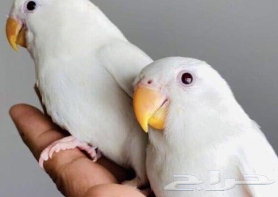 طيور روز و كروان و دره للبيع64233634962306110