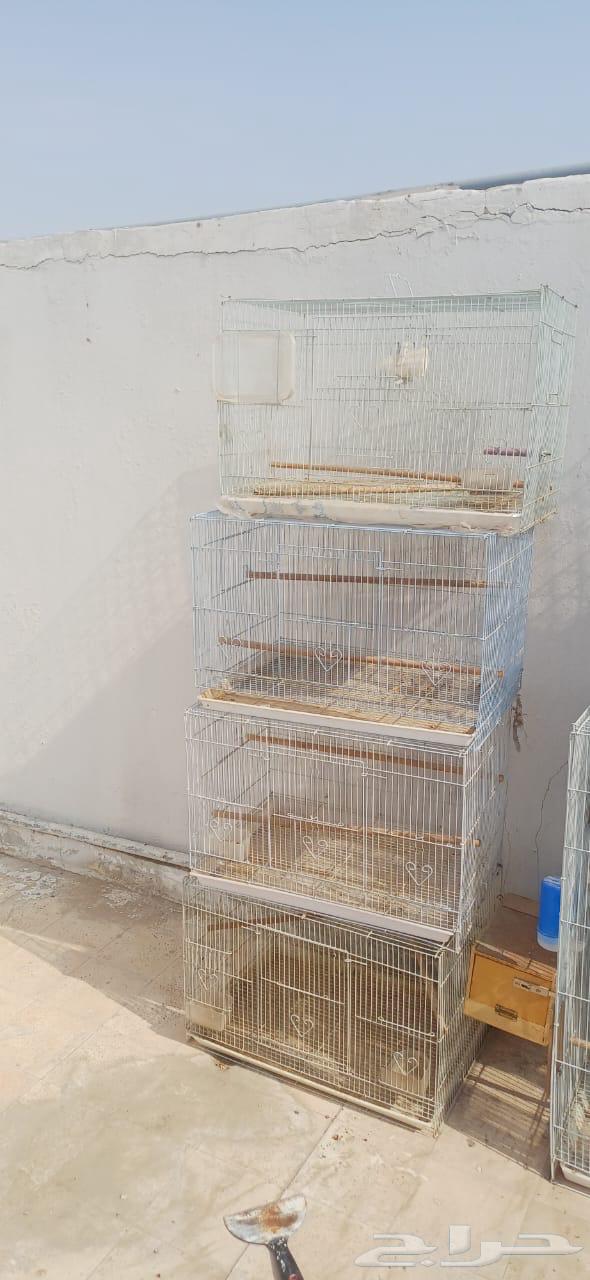البيع قفص روز601 العدد 1064250242523651112