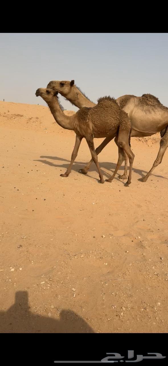 خلفه كفوو ناقه انتاج ثنو نادره64248894768769111