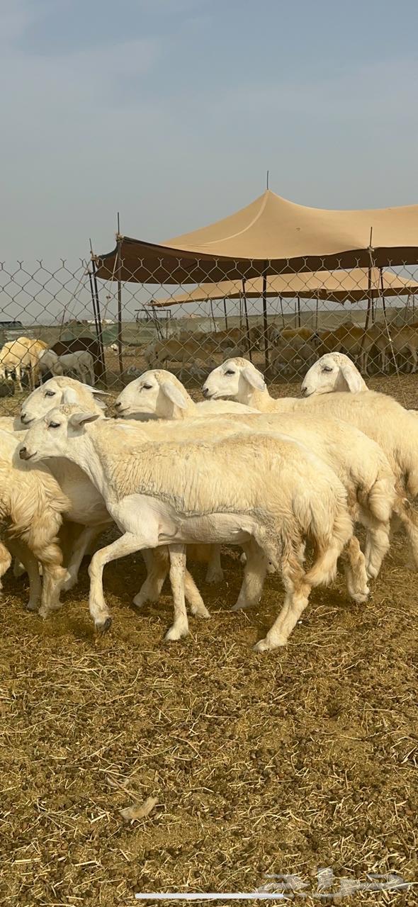 رخال حريه64241769239554112