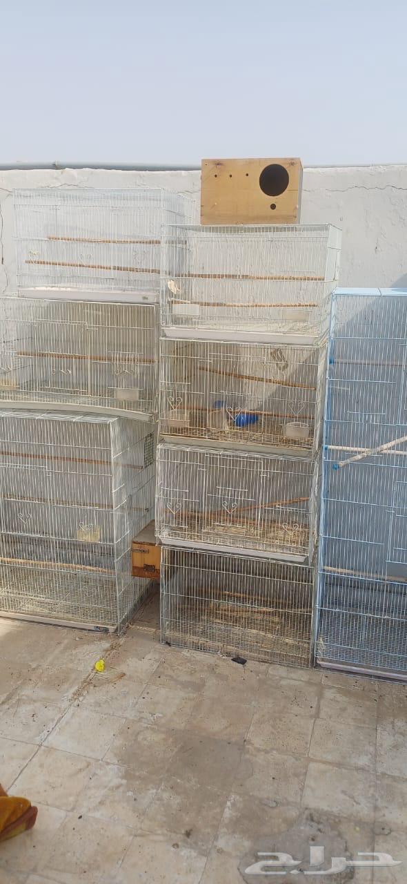 البيع قفص روز601 العدد 1064250242523651111