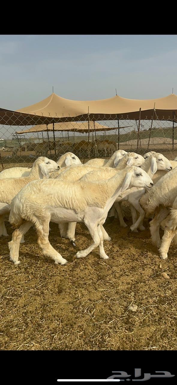 رخال حريه64241769239554113