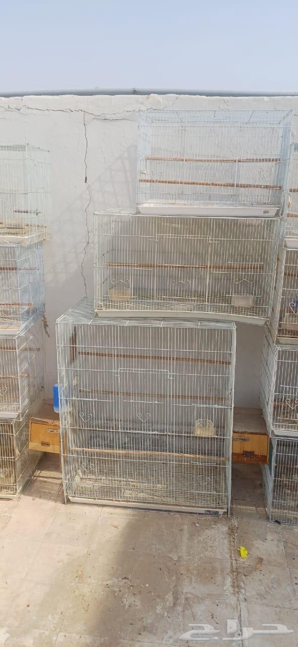 البيع قفص روز601 العدد 1064250242523651110