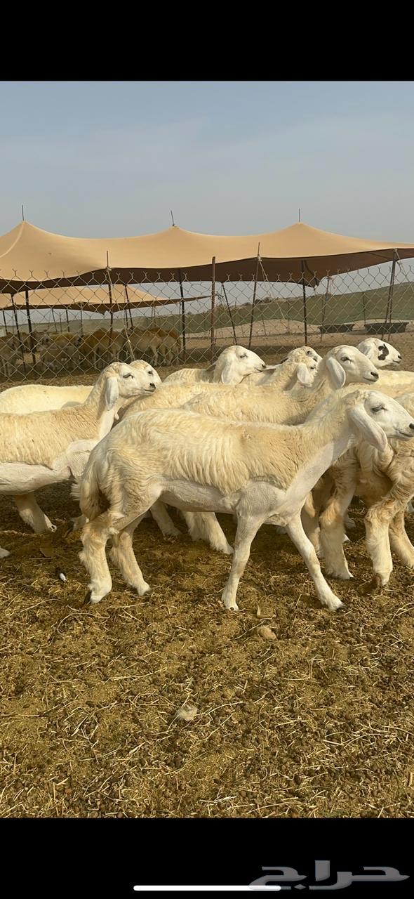 رخال حريه64241769239554114