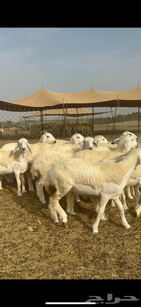 رخال حريه64241769239554111