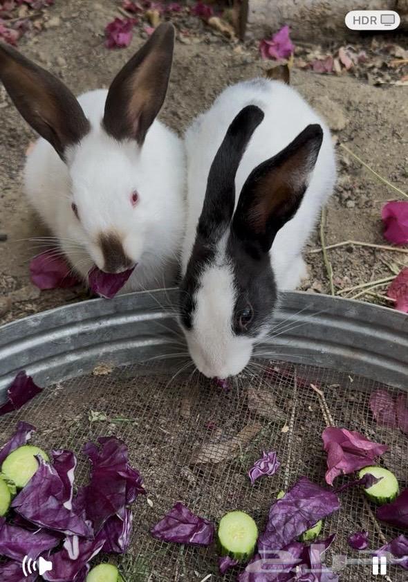 ارانب ذكور للبيع في النماص64233334680577110