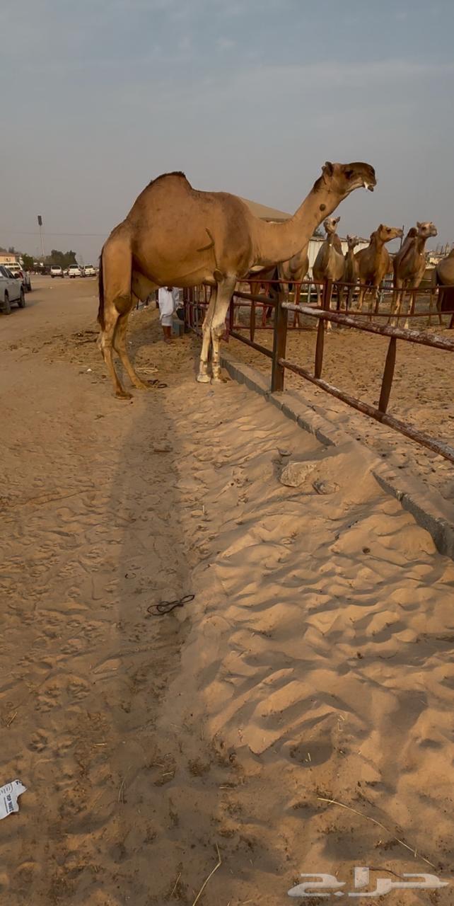 فحل كفو احمر كناني على الشروط64250939417347110