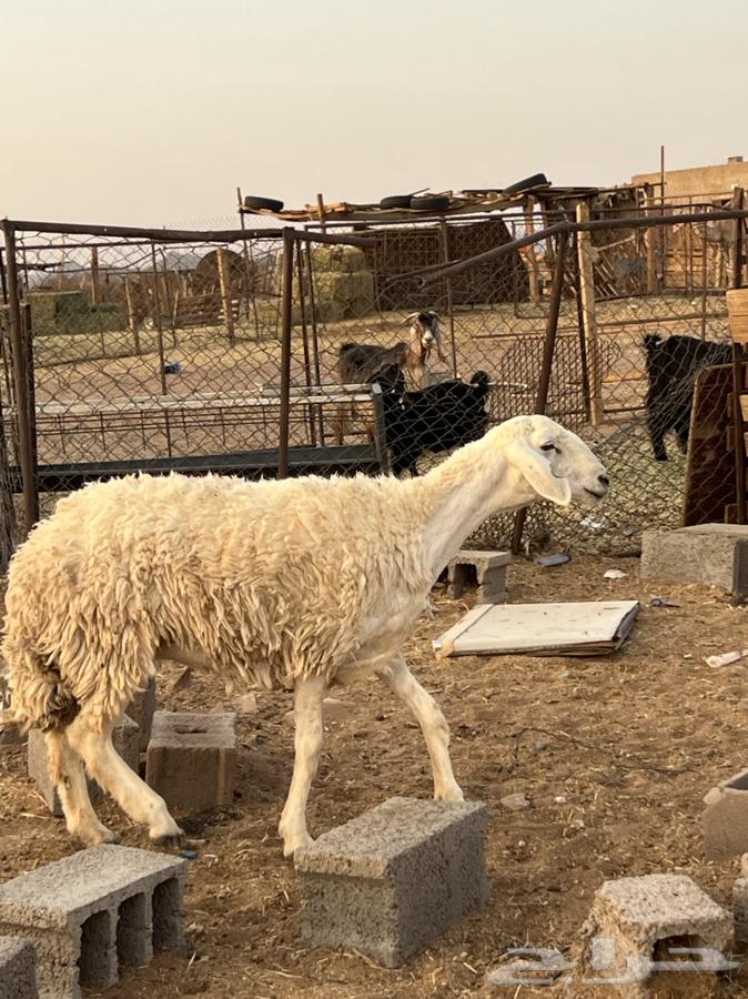 تم الللبيع64233776872193110