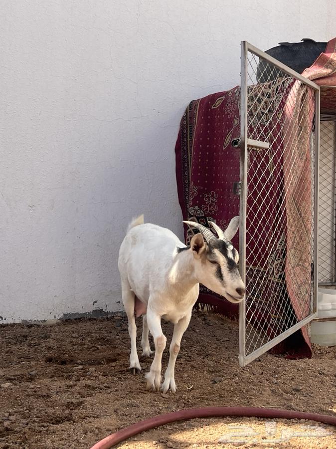 عنز هجين قزمي صنف64235325384579112