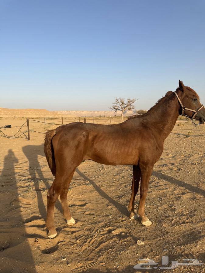 حصان واهو64250587273601112