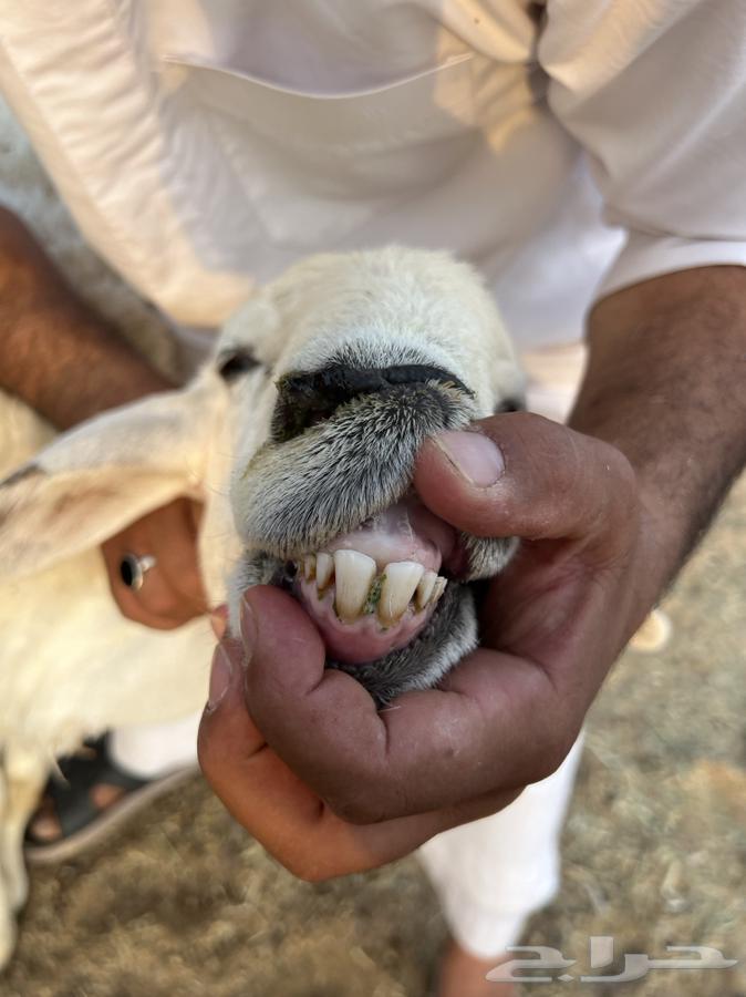 تم الللبيع64233776872193111