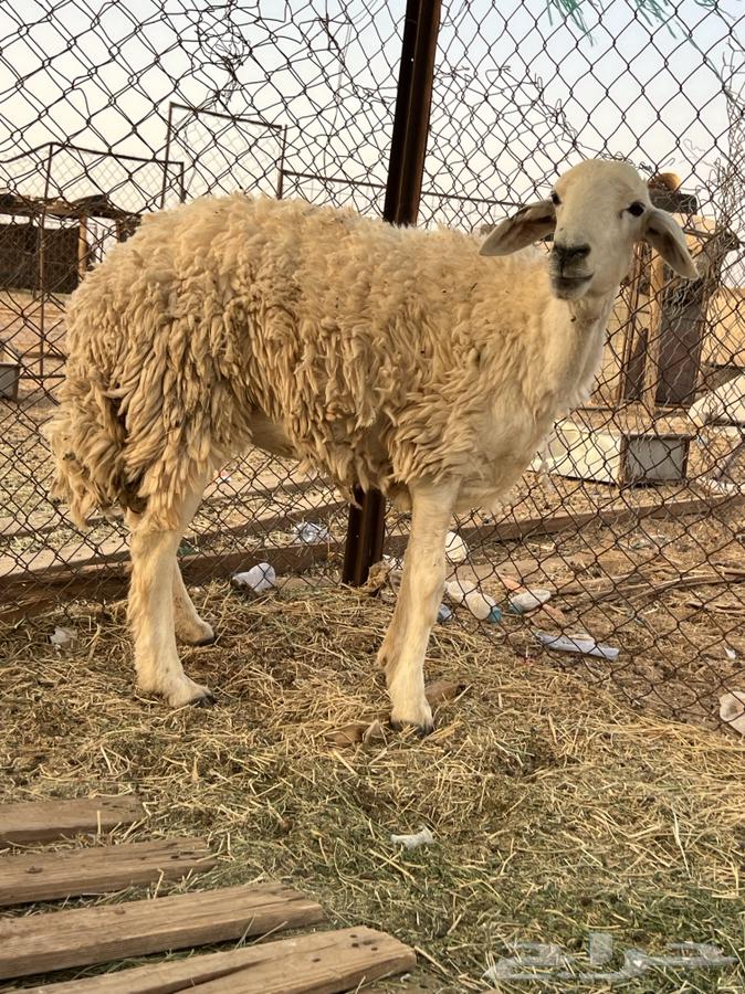 تم الللبيع64233776872193113